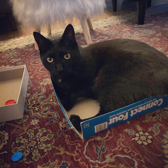 Meet your Posher, Lee anne - Picture 2 of 5